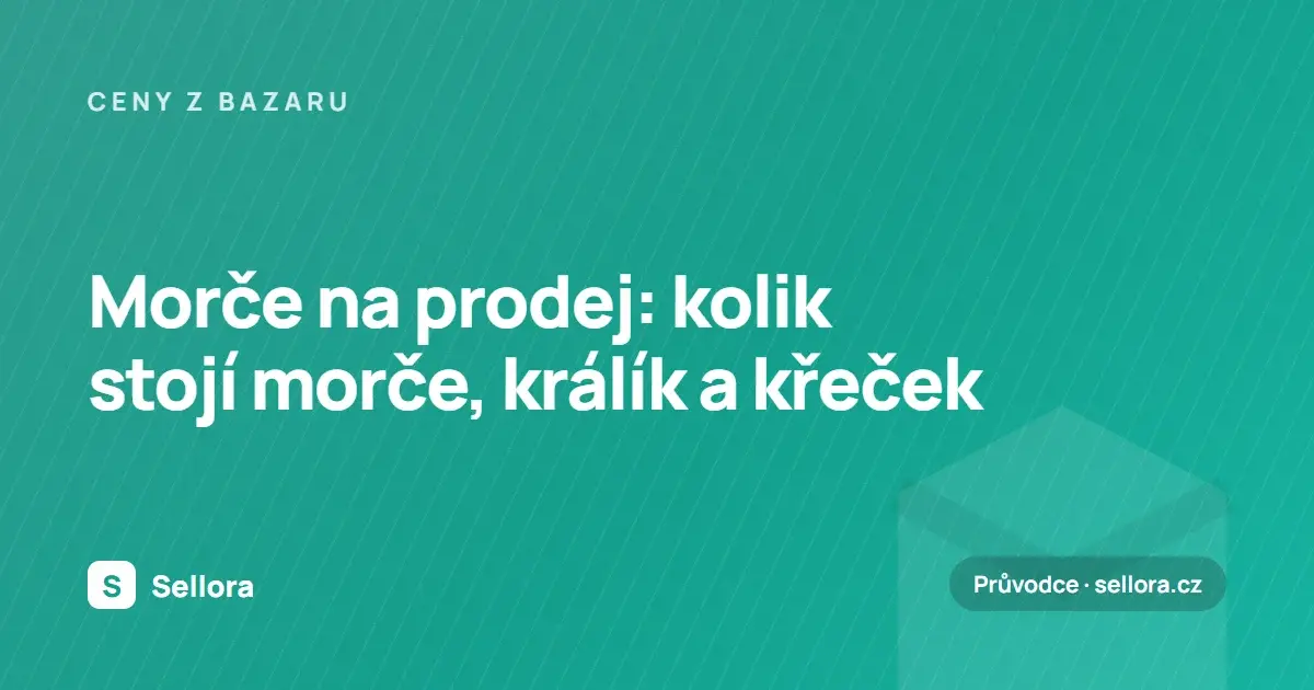 Morče na prodej: kolik stojí morče, králík a křeček (2026)