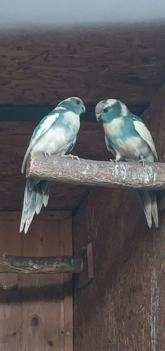 Kakariki