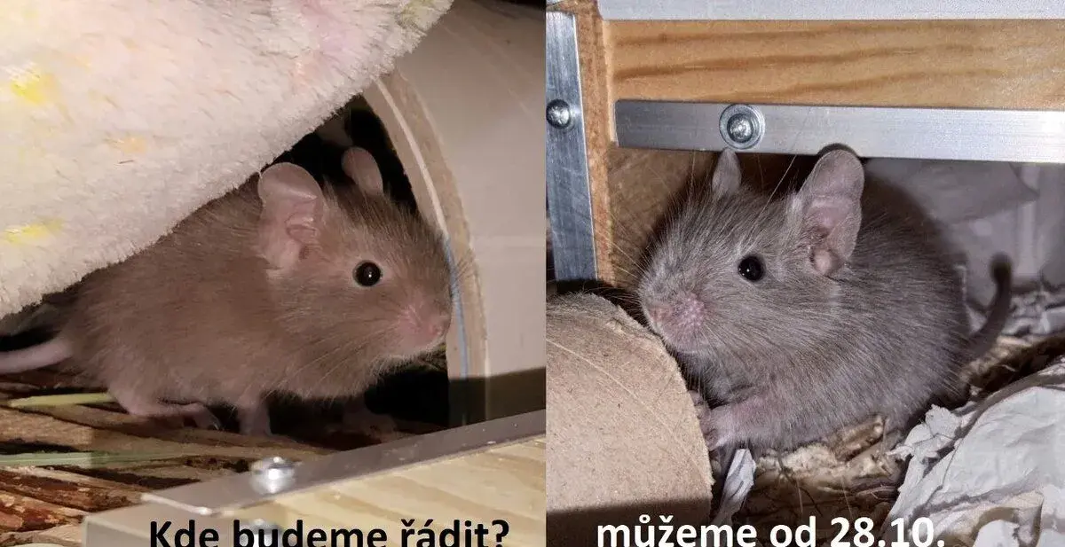 osmák degu