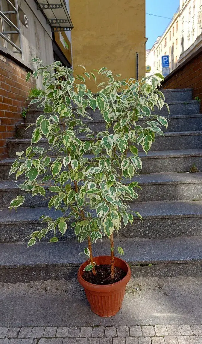 Ficus Benjamin, ficus, Benjamin, pokojovky, stromky, keře