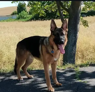 🐾 Venčení a hlídání psů po Praze - spolehlivě a s láskou 🐾