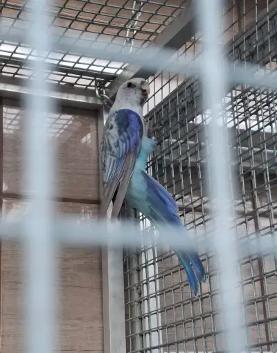 Rosela pestrá modrá