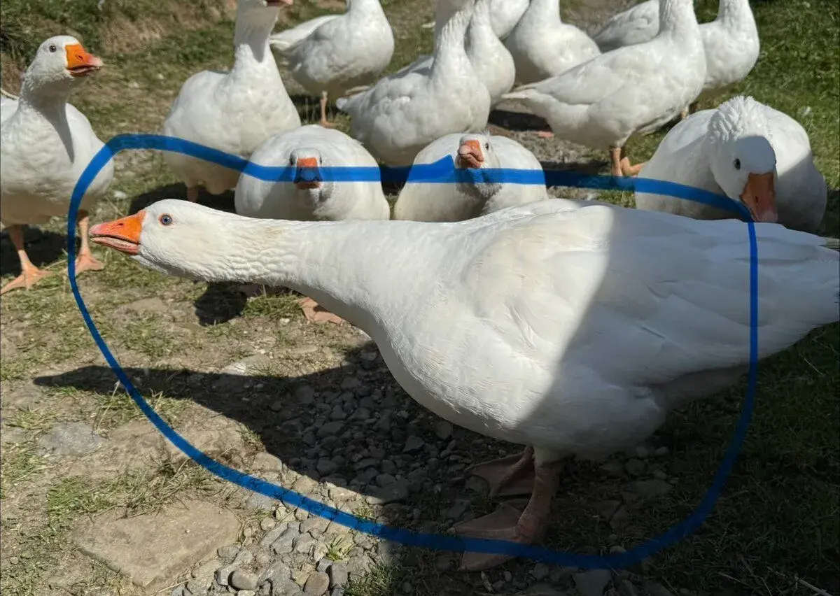Česká husa