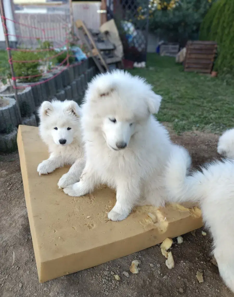 SAMOJED - štěňata s PP