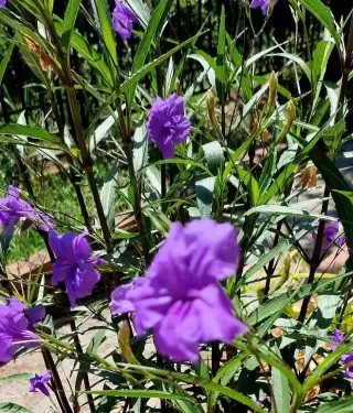 RUELLIA SIMPLEX, sytě fialový květ, TRVALKA