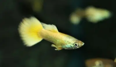 Aktuální nabídka akvarijních rybek,šneků