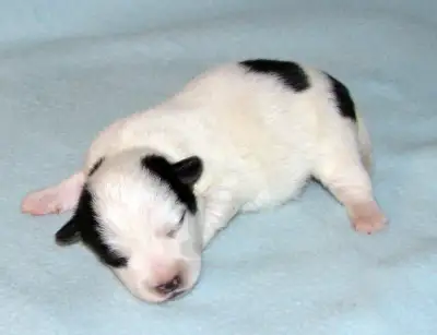Hladkosrstá štěnátka Jack Russell teriéra s PP k rezervaci
