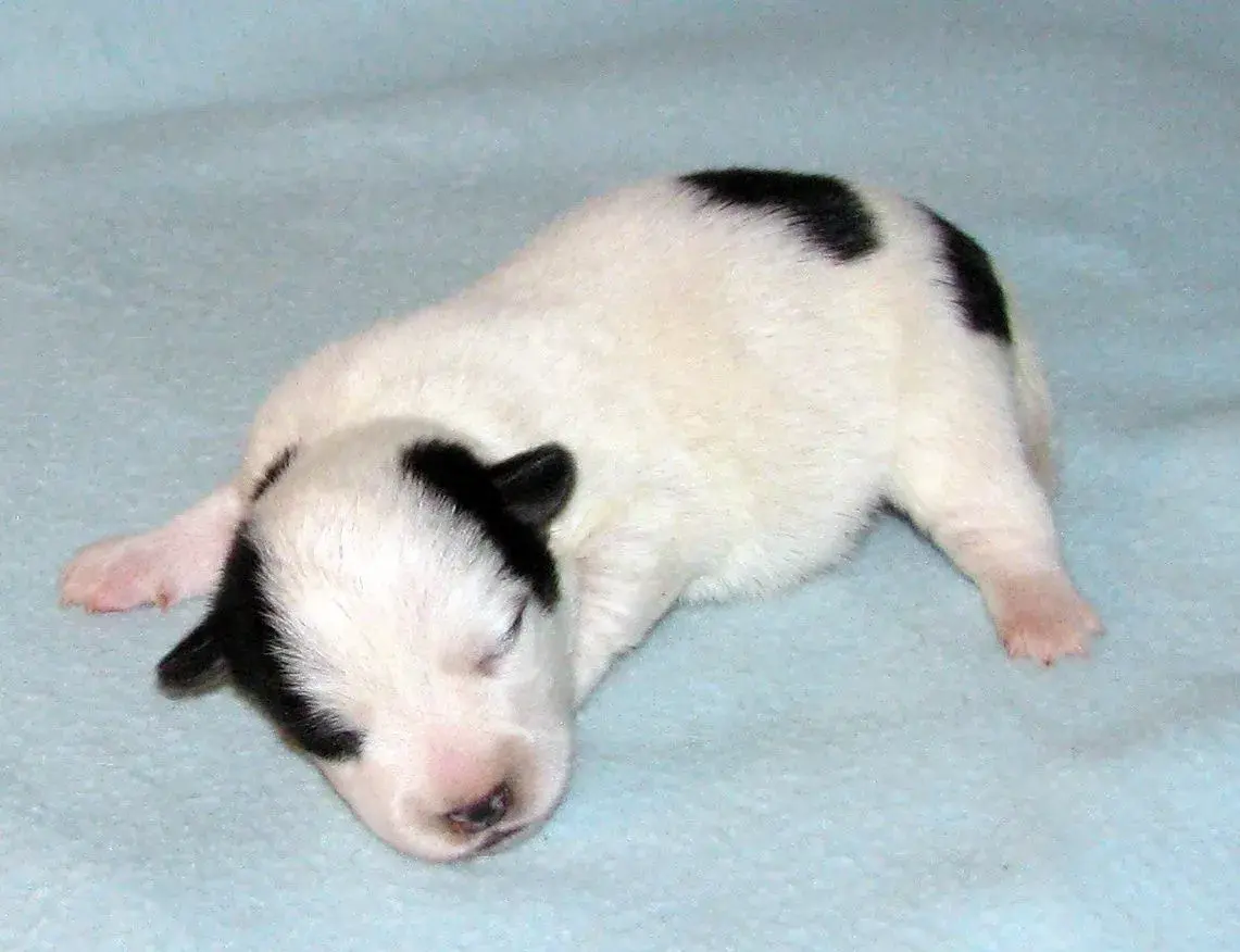 Hladkosrstá štěnátka Jack Russell teriéra s PP k rezervaci