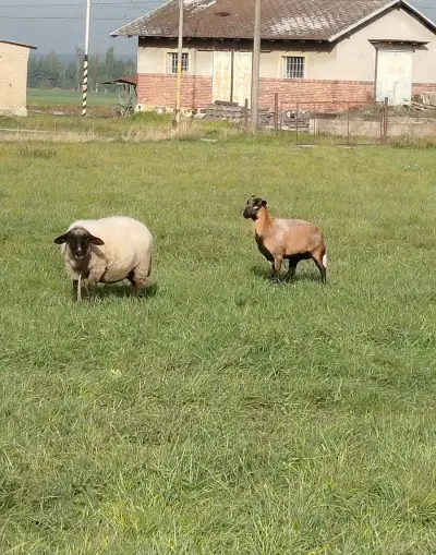 Ovečku