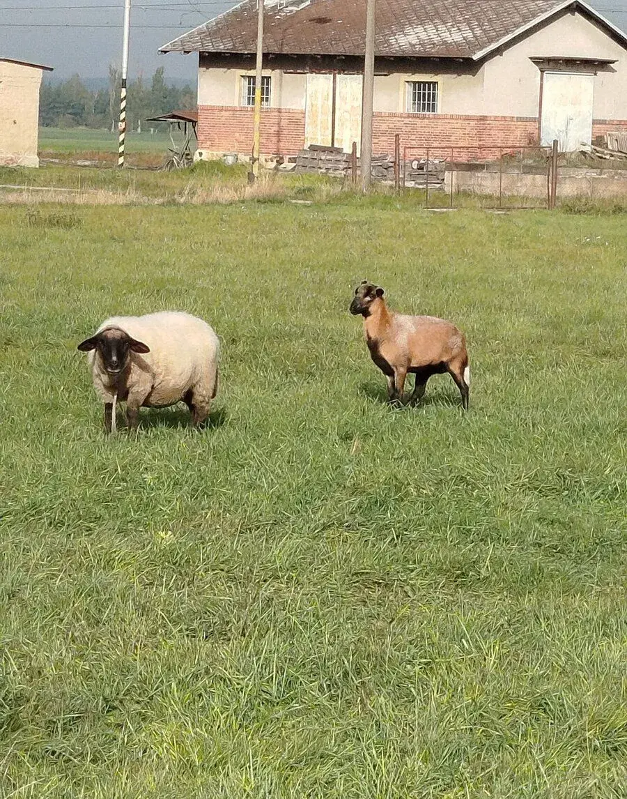 Ovečku