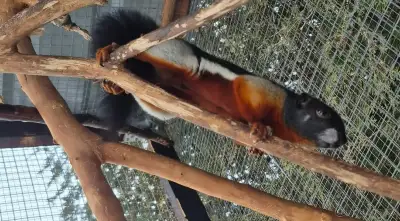 Veverka Prévostova (Callosciurus prevosti)