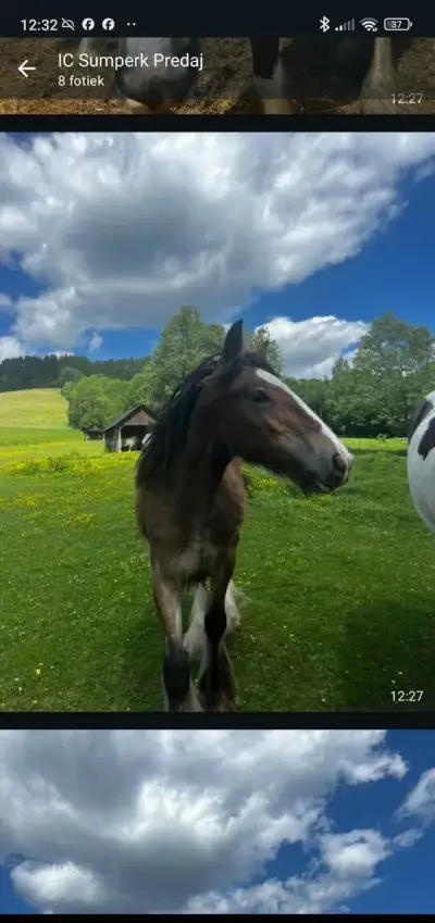Klisna irský cob 1,5 roku původ