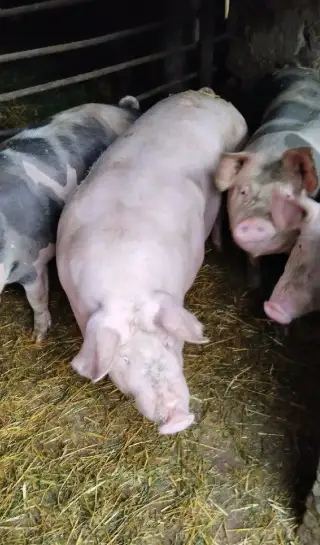 Prasata na porážku