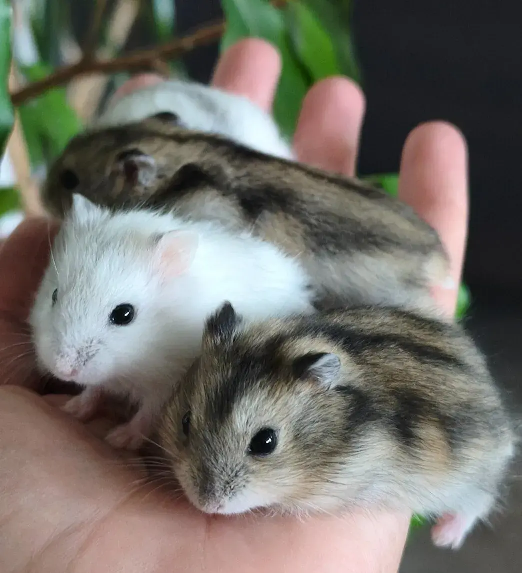 Krecik dzungarsky – mladatka k prodeji 🐹(krecek)