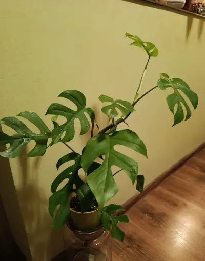 Mini Monstera (Rhaphidophora tetrasperma)