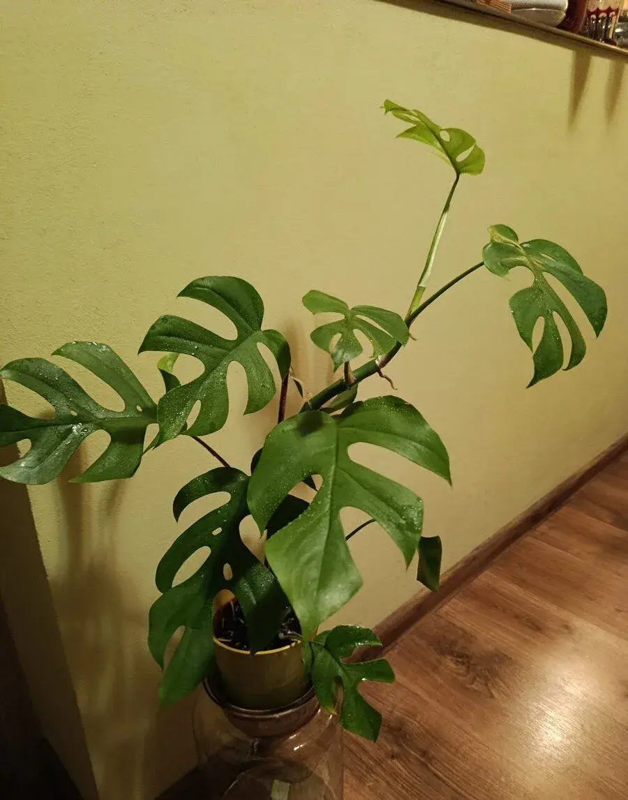 Mini Monstera (Rhaphidophora tetrasperma)