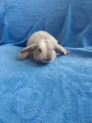 Vymazlení zakrslí králíčci - teddy, minilop, beranek, kratko