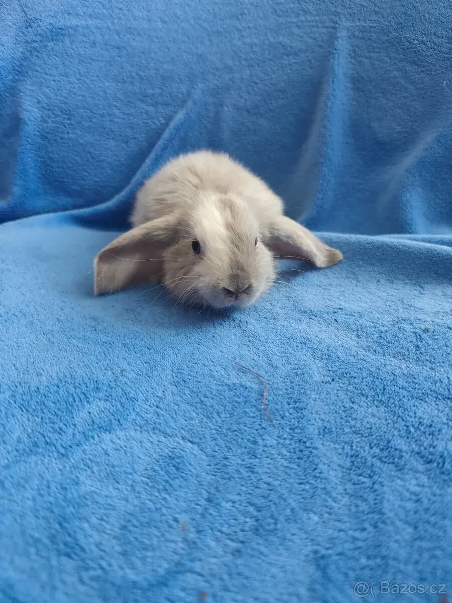 Vymazlení zakrslí králíčci - teddy, minilop, beranek, kratko