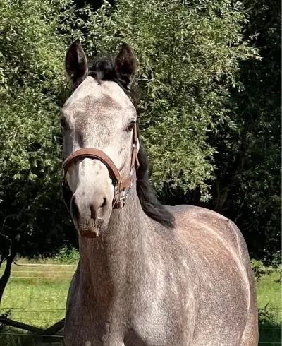 Welsh part bred valach 2,5 roku