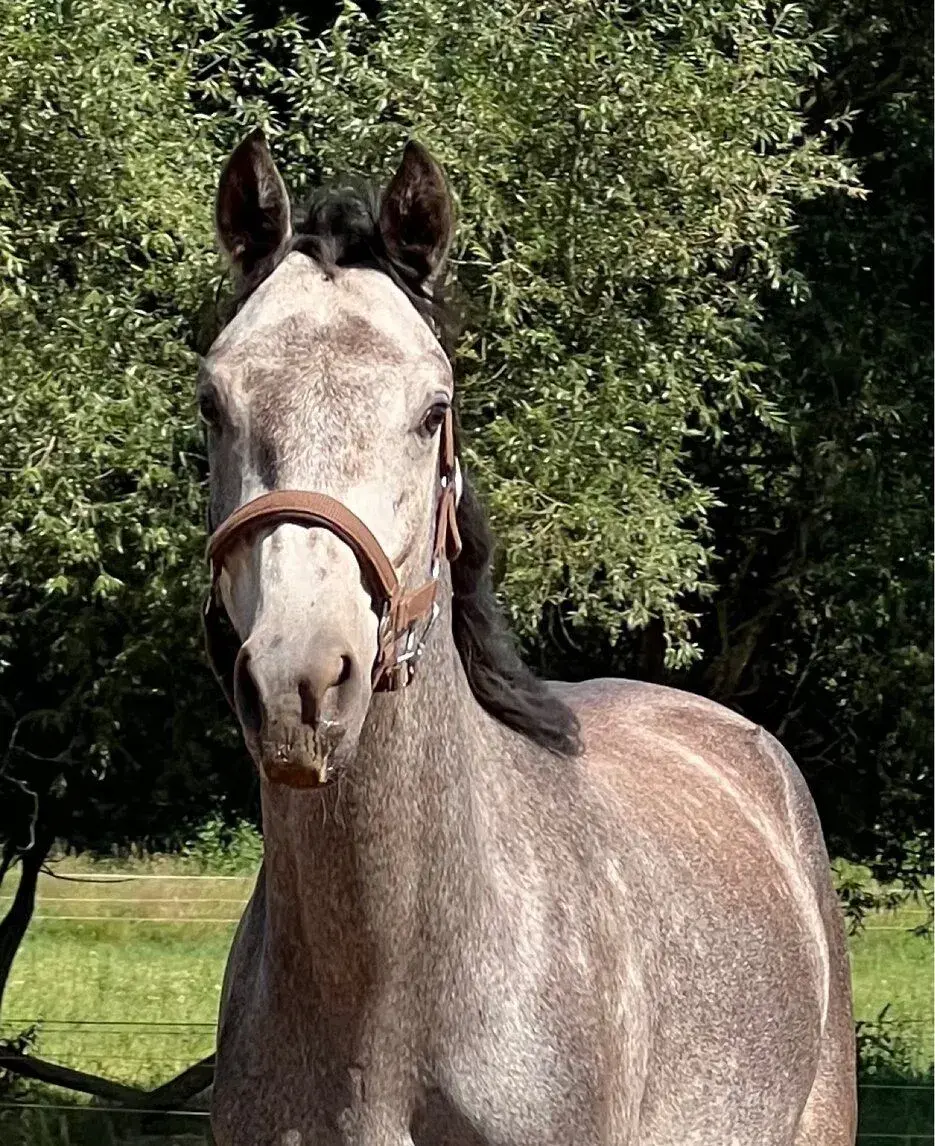 Welsh part bred valach 2,5 roku