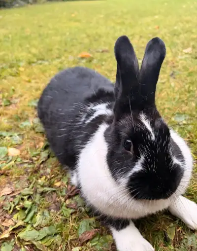 Sportovní králík pro králičí hop