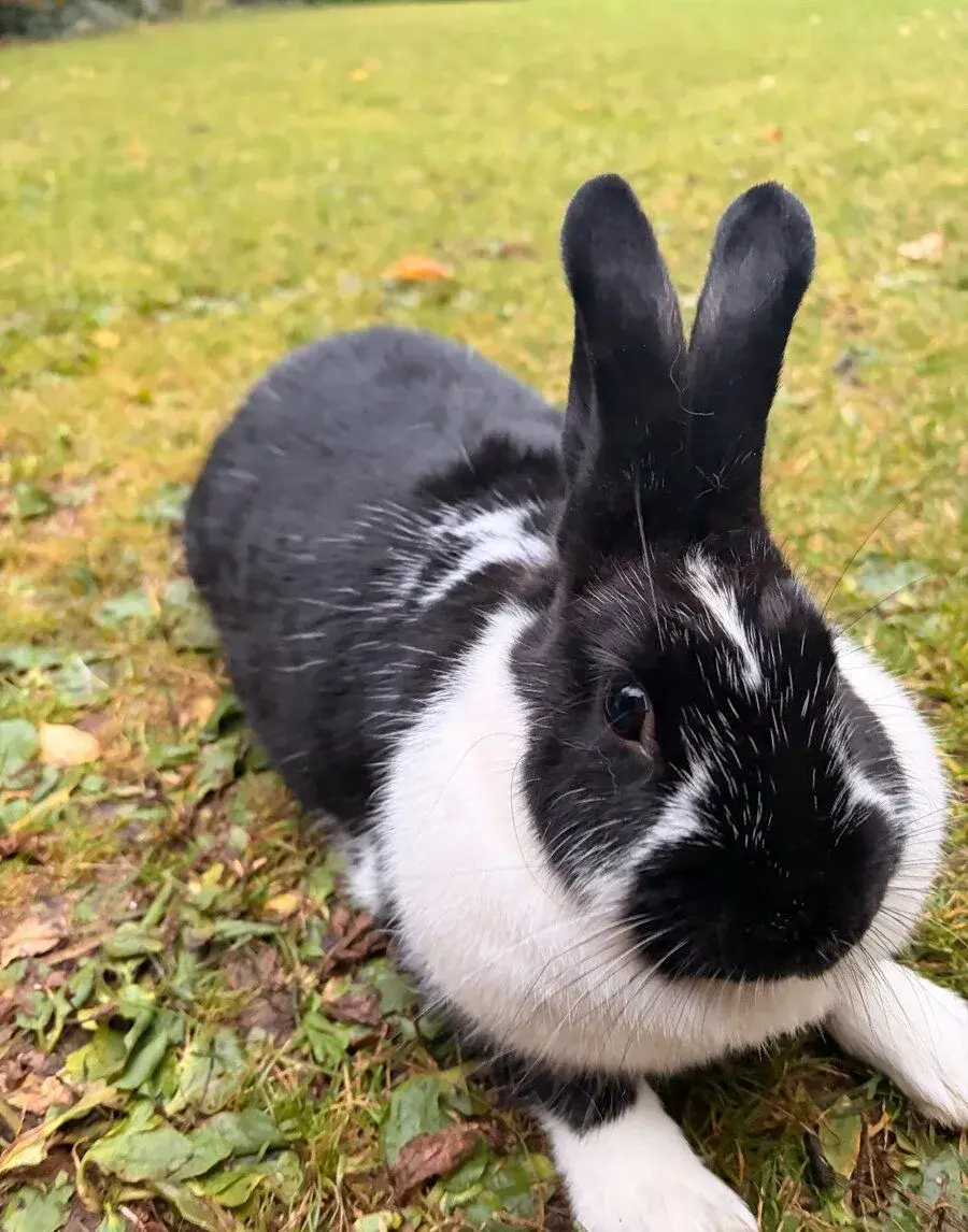 Sportovní králík pro králičí hop