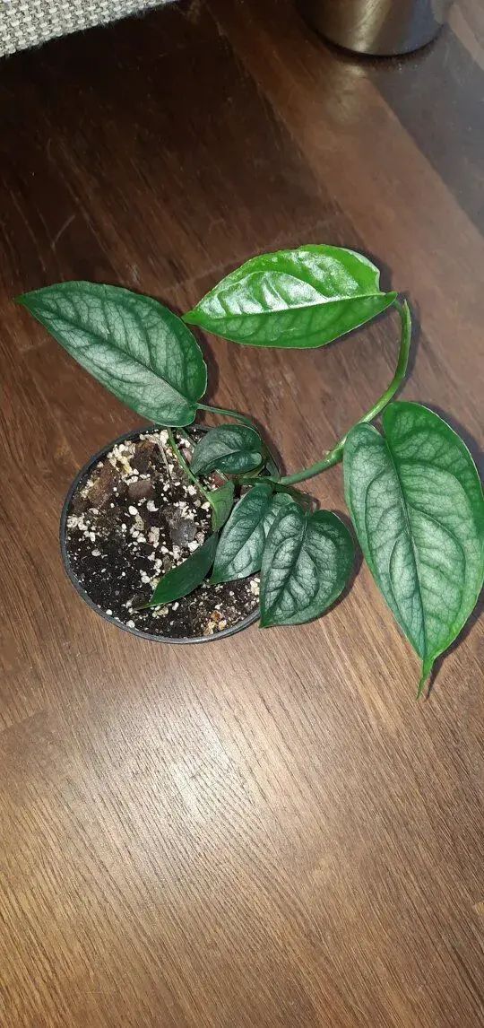 Monstera siltepecana