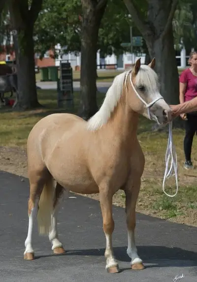 Welsh mountain pony, sekce A
