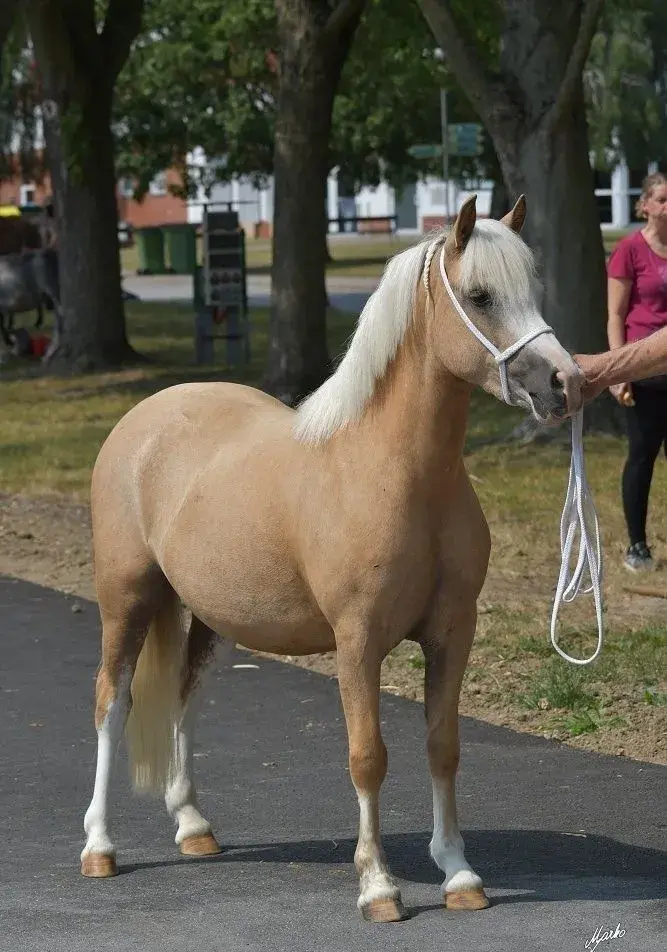 Welsh mountain pony, sekce A