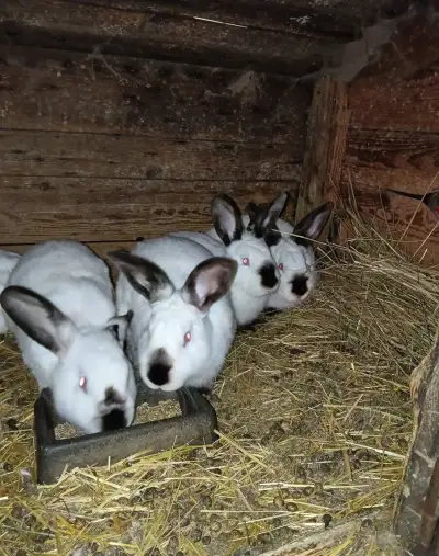 Králík kalifornský černý
