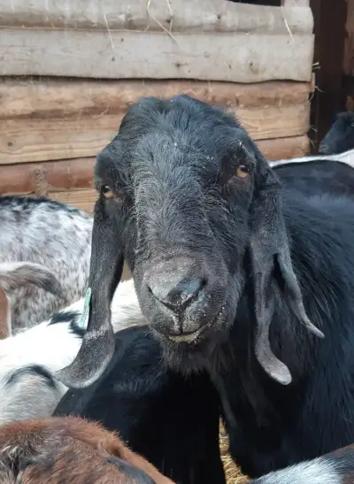 Plemenný kozel Mário