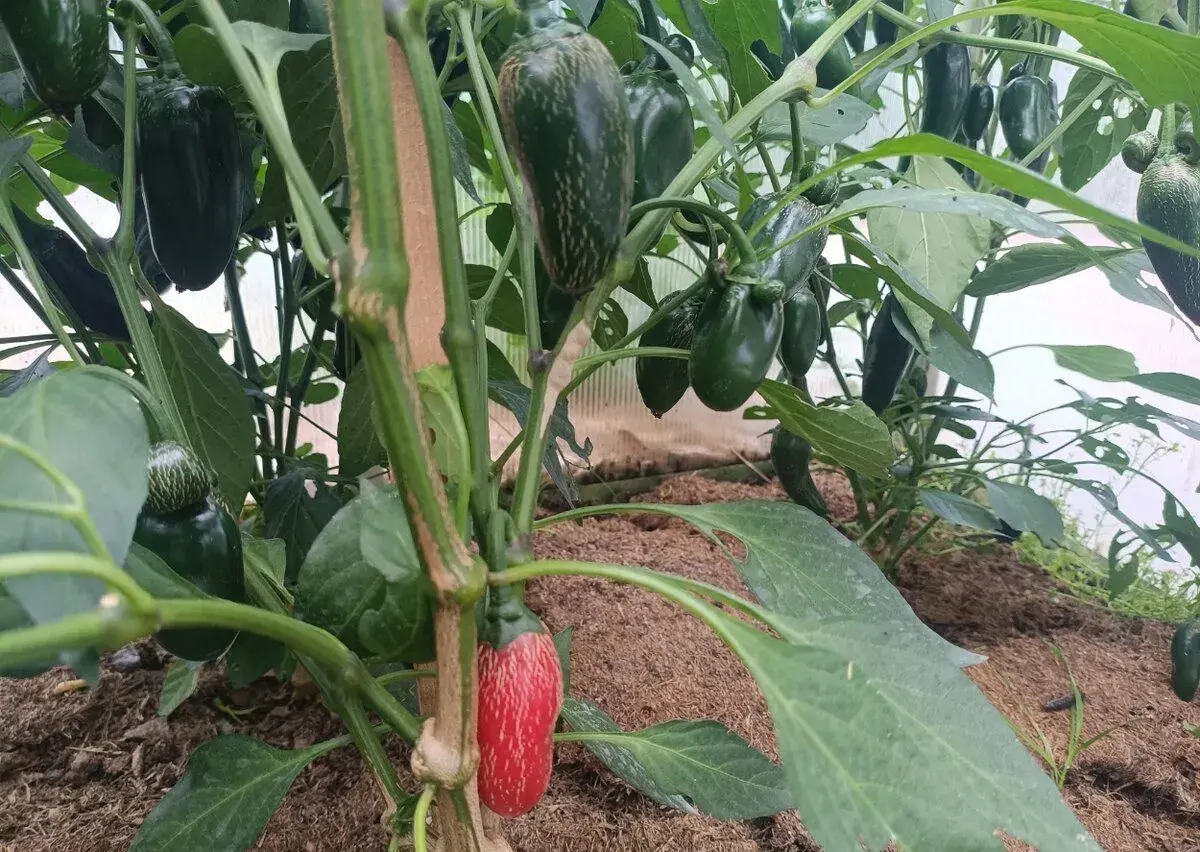 Jalapeño