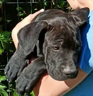 Bandog bez PP - štěňata