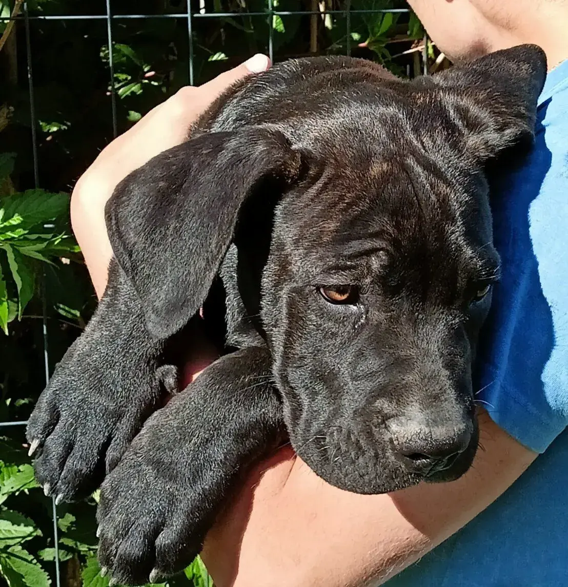 Bandog bez PP - štěňata