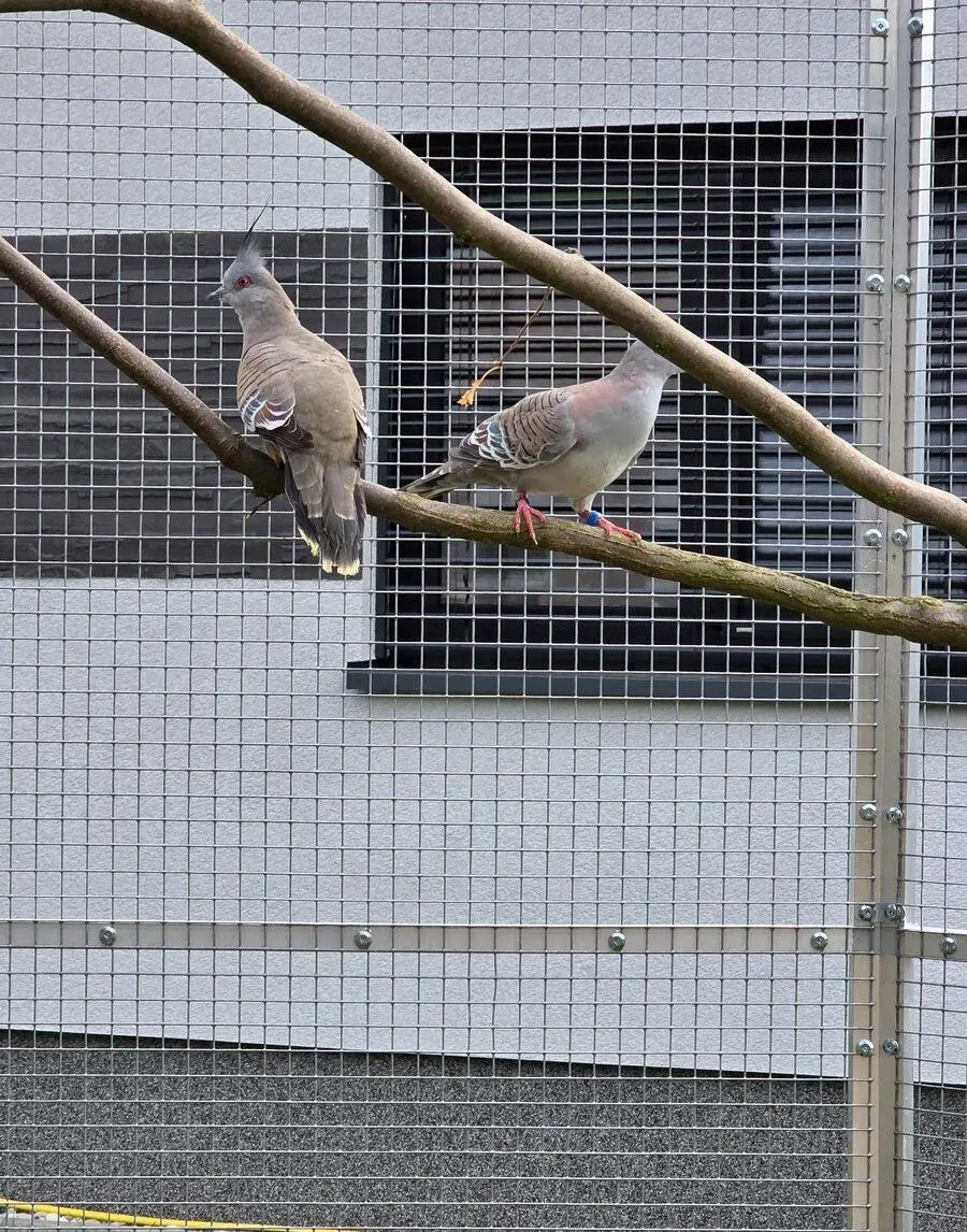 Holub Chocholatý