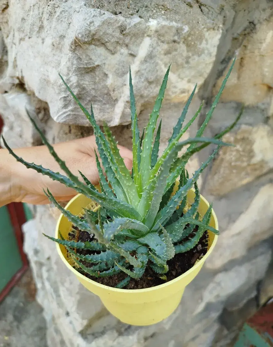 Aloe Humilis