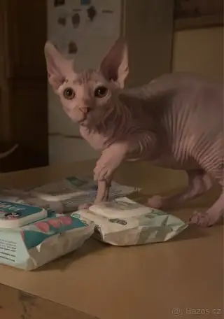 Kanadský Sphynx.