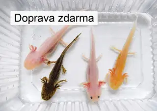4 axolotli – zlatý, albín, bílý a hnědý