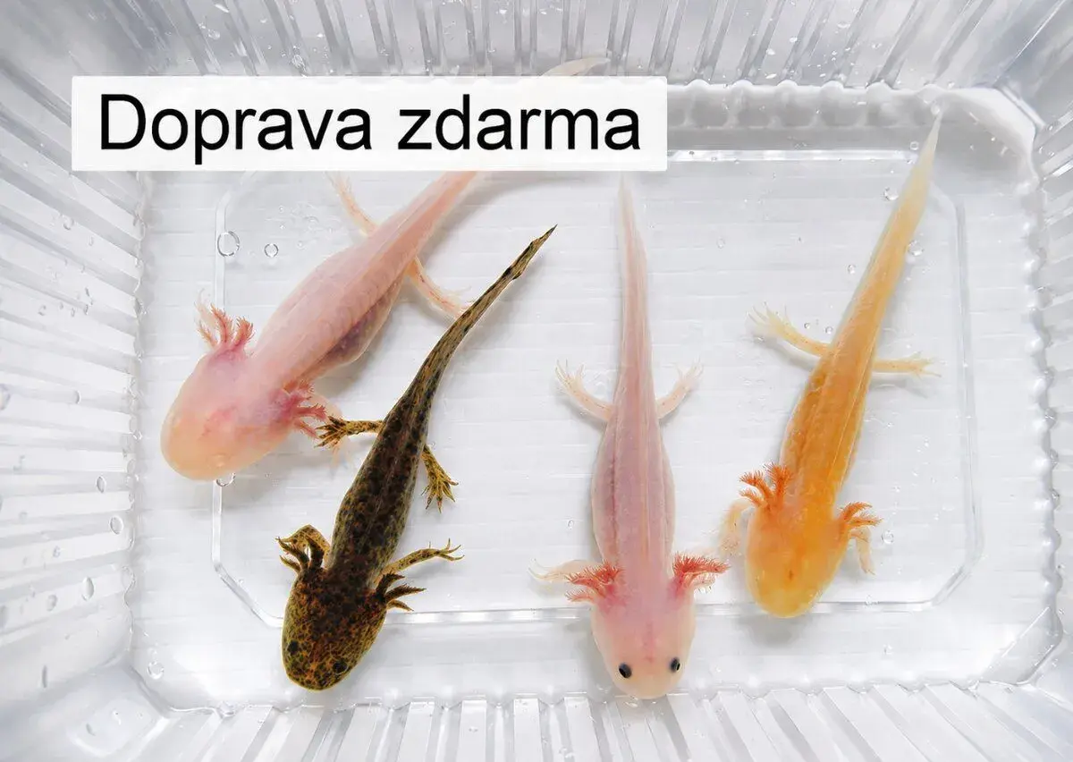 4 axolotli – zlatý, albín, bílý a hnědý