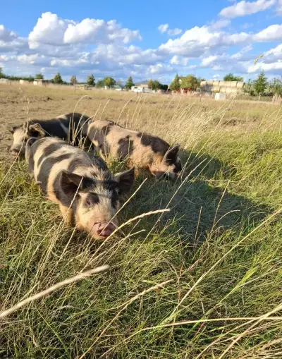 Prase, Selata, Kune-kune, kunekune, kanec, chovný kanec