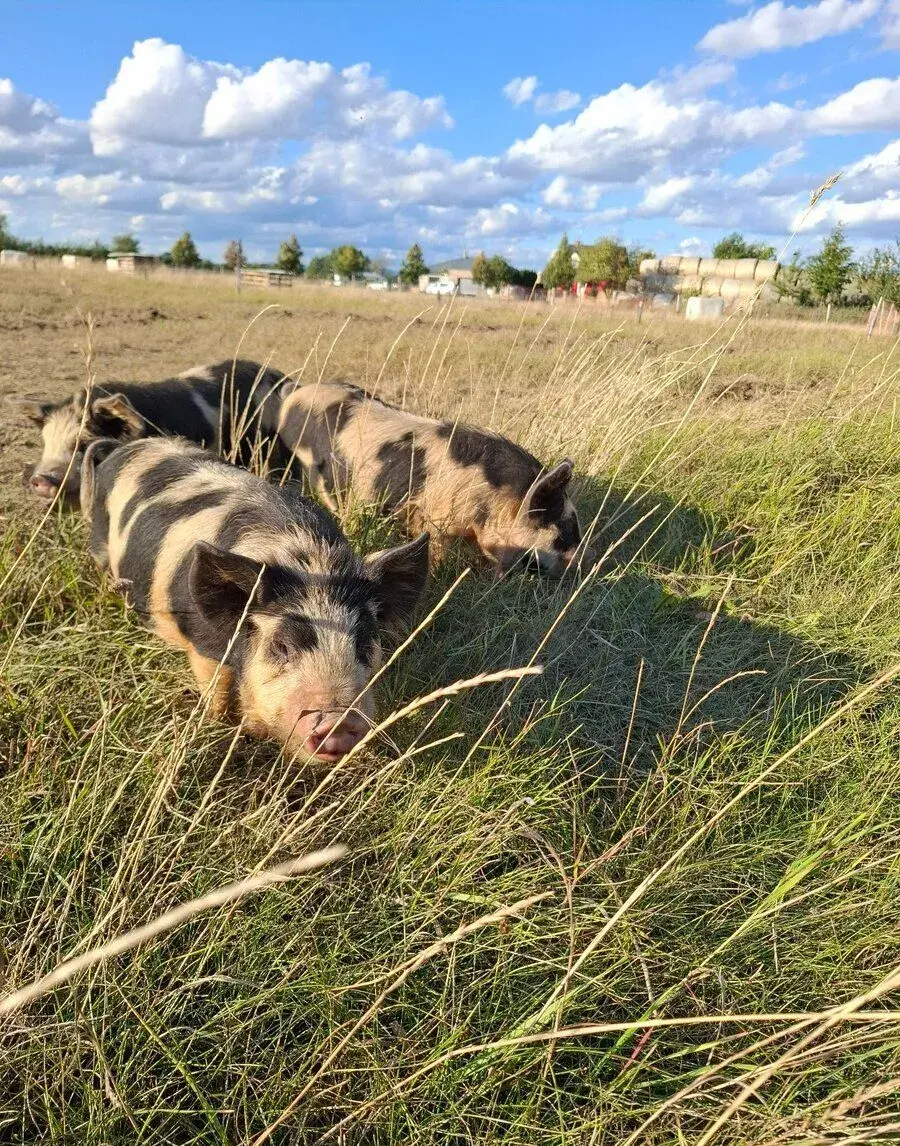 Prase, Selata, Kune-kune, kunekune, kanec, chovný kanec