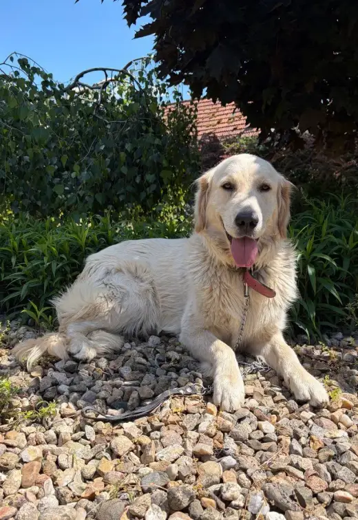 KRYTÍ ZLATÝ ( BÍLÝ ) RETRÍVR S PP PŘEDKY / Golden Retriever