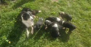 Borderkolie štěňata na prodej