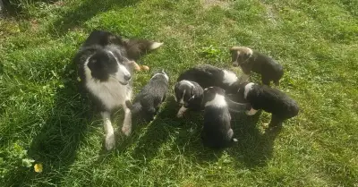 Borderkolie štěňata na prodej