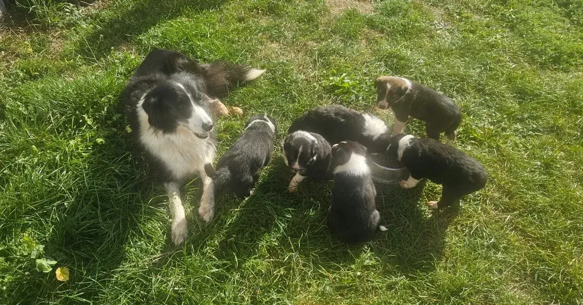 Borderkolie štěňata na prodej