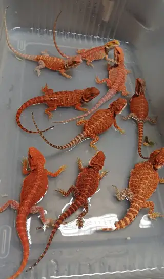 Agama vousatá
