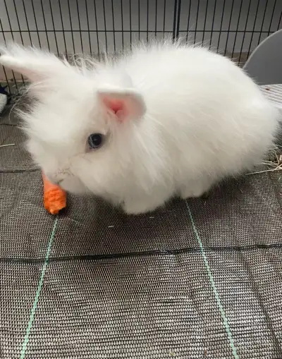 Zakrslý králík Lionhead/Lvíček