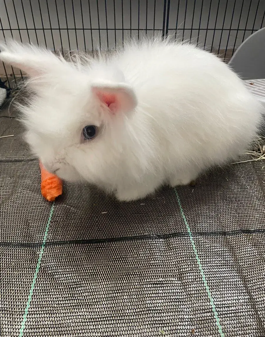 Zakrslý králík Lionhead/Lvíček