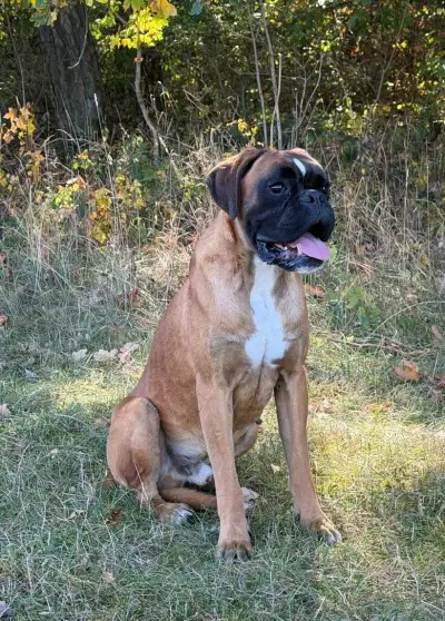 Německý boxer