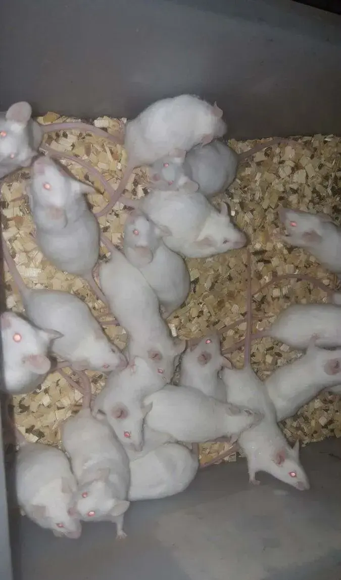 Laboratorní myši